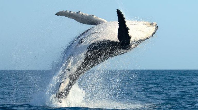 whale watch maui free adventures
