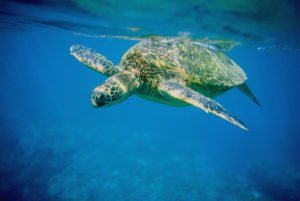 free maui adventures things to do in maui turtle watch 