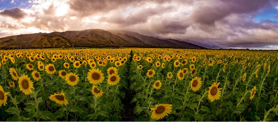 Maui sunflowers